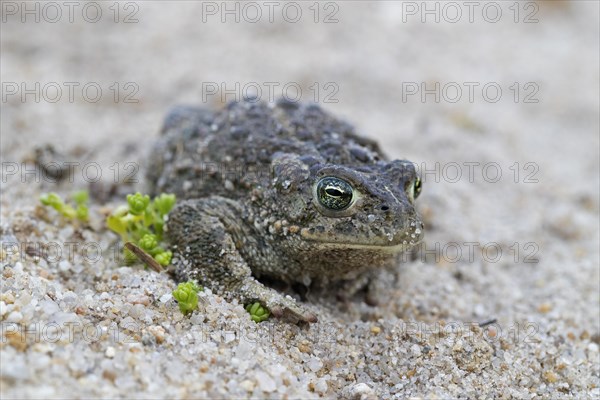 Natterjack toad