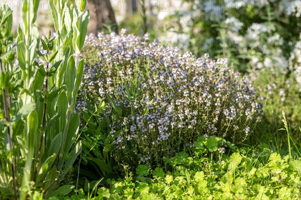 Flowering thyme plant 'Thymus vulgaris' growing in garden border