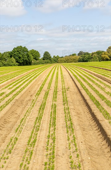 Carrot seedlings growing in lines across field into the distance