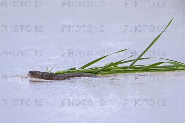 Muskrat