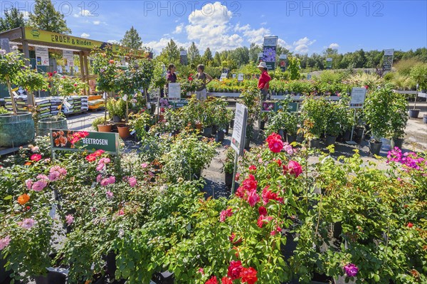 Bedding roses in a garden centre