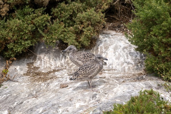 Juvenile Yellow-legged gull 'Larus Michahellis. Atlantic Islands Galicia Maritime Terrestrial National Park