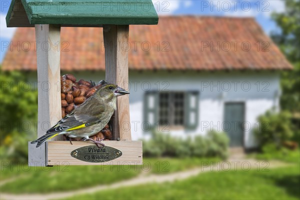 Greenfinch