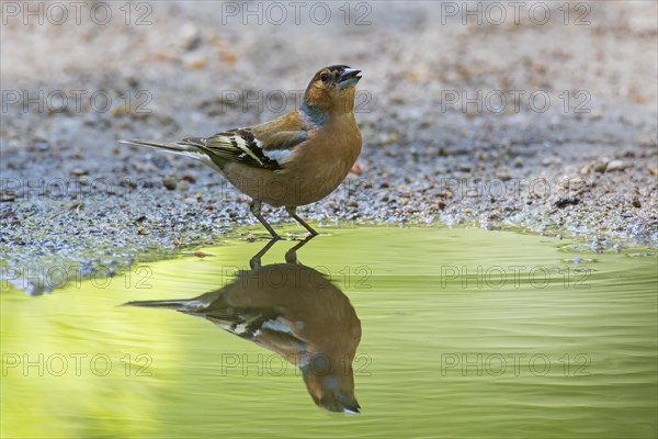 Common chaffinch