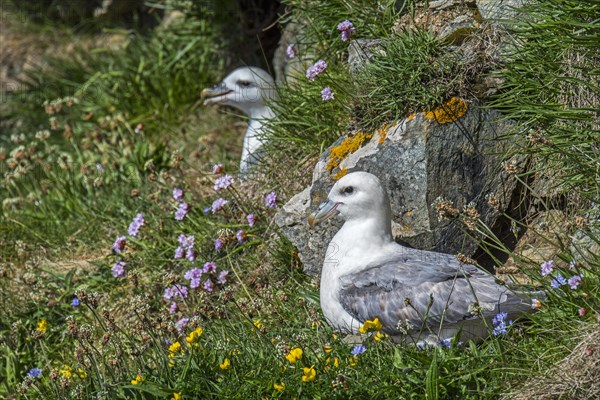 Northern fulmars