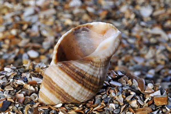 Dog whelk