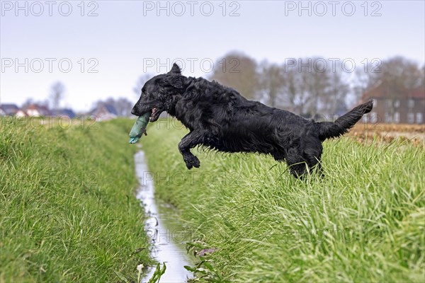 Black flat-coated retriever