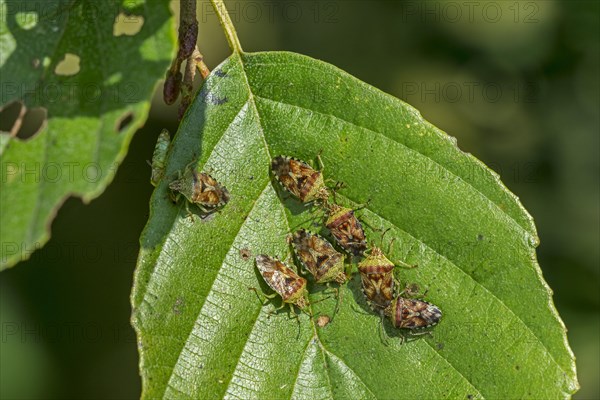 Parent bugs