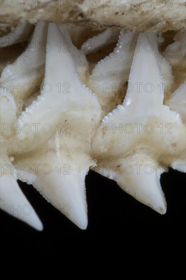 Shark upper jaw showing multiple layers of serrated teeth