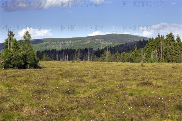 Raised bog at Grosses Torfhausmoor