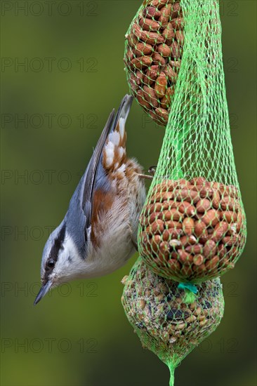 Eurasian Nuthatch