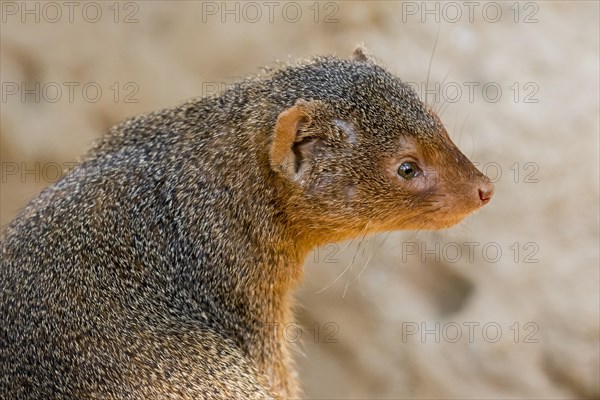 Common dwarf mongoose