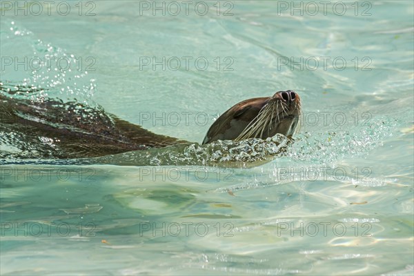 California sea lion