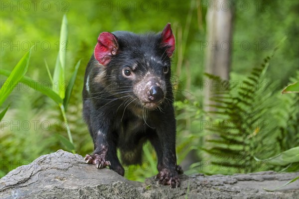 Tasmanian devil