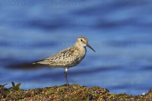 Dunlin