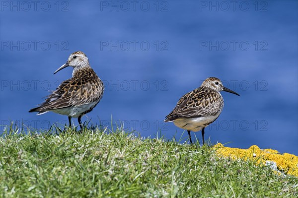 Two dunlins