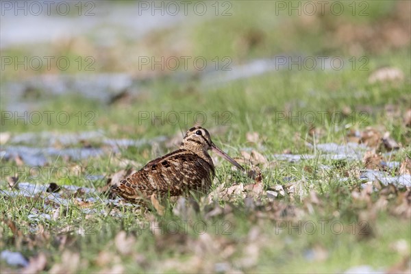 Eurasian woodcock