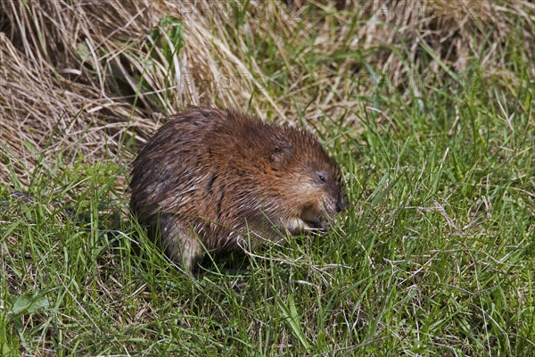 Muskrat