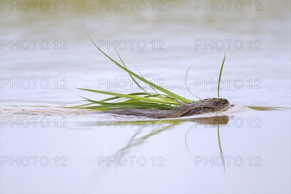 Muskrat