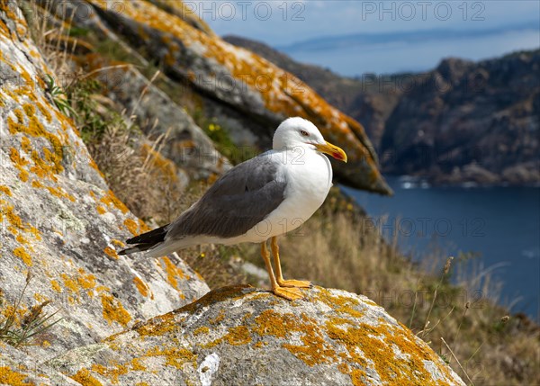 Yellow-legged gull 'Larus Michahellis. Atlantic Islands Galicia Maritime Terrestrial National Park