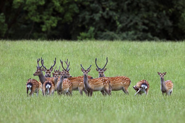 Sika deer