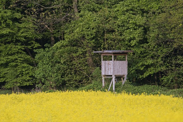 Raised stand for hunting roe deer at forest edge in rape field in spring