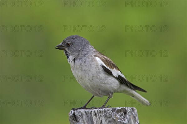 White-winged snowfinch