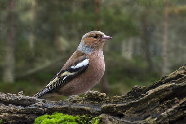 Common chaffinch