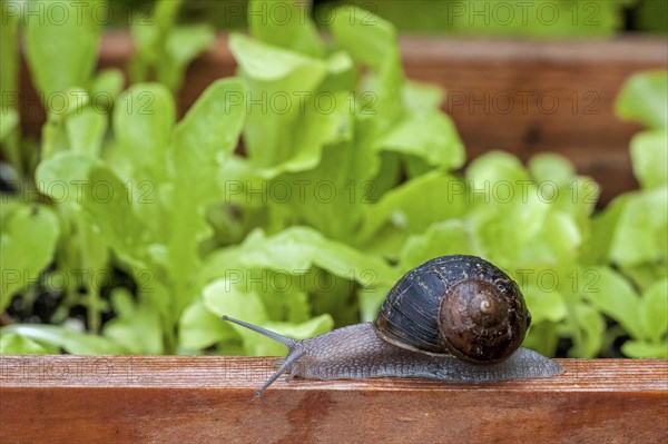 Common garden snail