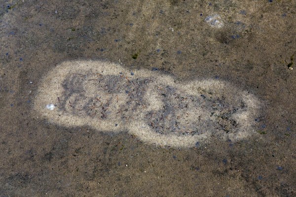 Traces by gulls in shallow water on mudflat from foot-paddling to whirl up small animals lying in the mud like mollusks