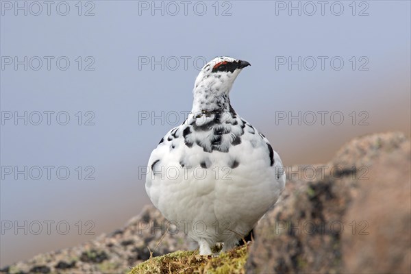 Rock ptarmigan