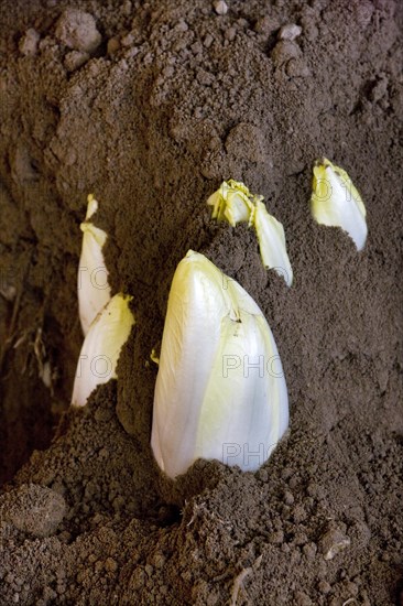 Belgian endive