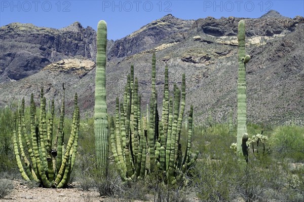 Saguaro