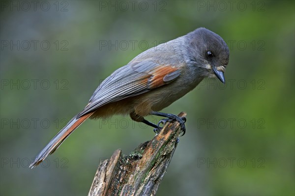 Siberian Jay