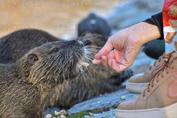 A nutria