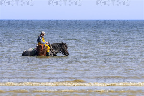 Shrimper on draught horse