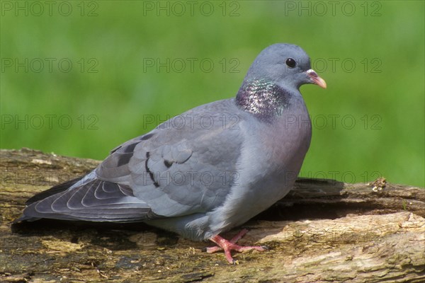 Stock dove