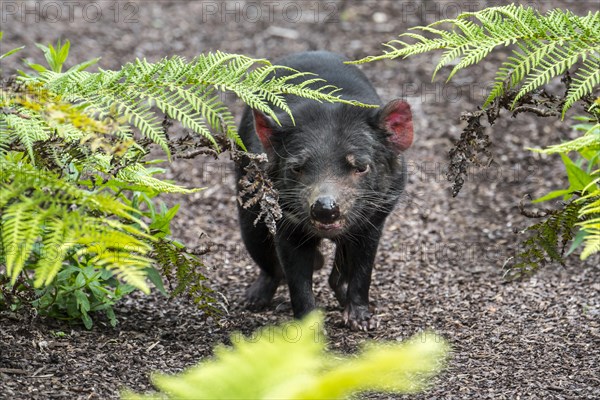 Tasmanian devil