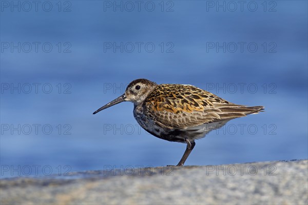 Dunlin