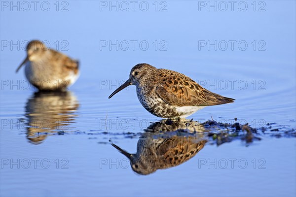 Two dunlins