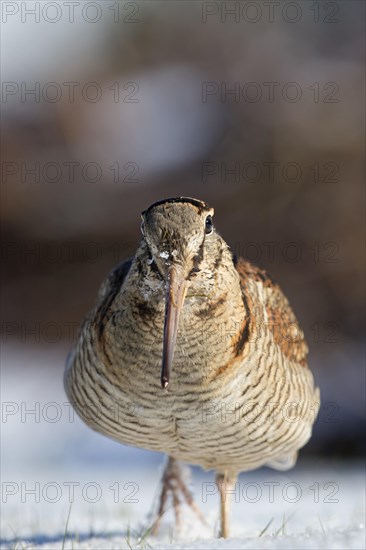 Eurasian woodcock