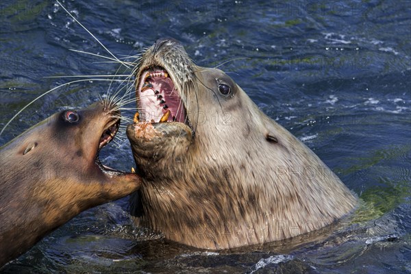 Steller sea lion