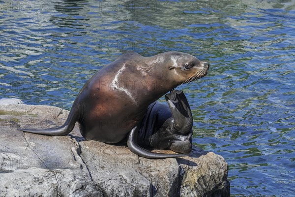 Steller sea lion