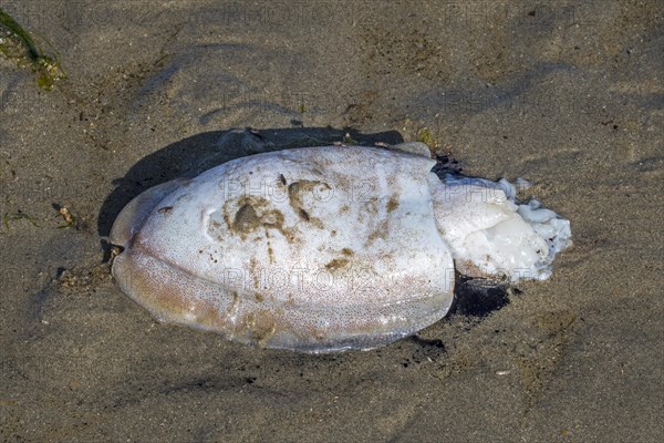 Dead European common cuttlefish