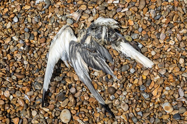 Decaying body of sea bird washed up on shingle beach