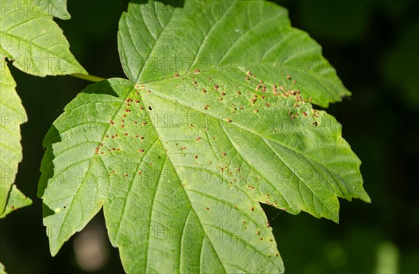 Gall mites 'Aceria cephalonea' on leaf of sycamore tree 'Acer pseudoplatanus'