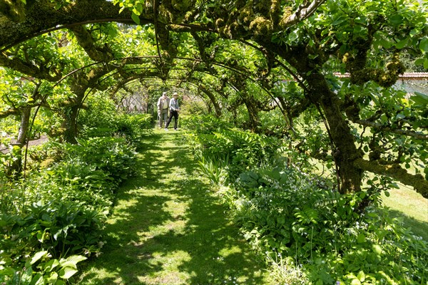 Apple tree tunnel Heale House and gardens