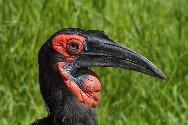 Southern ground hornbill