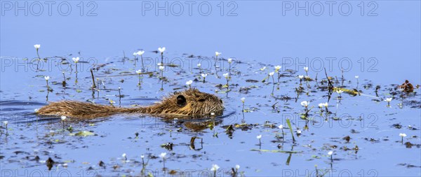 Coypu