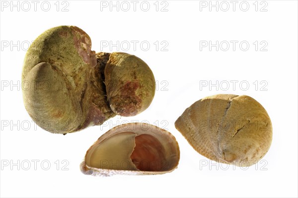 American slipper limpets